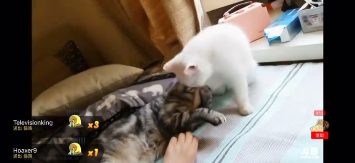 小涡小崽首次出现在直播间